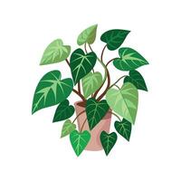 Beautiful Devil's Ivy for Indoor Spaces vector