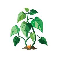 Stunning Devil's Ivy Adding Greenery to Decor vector