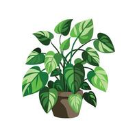 Beautiful Devil's Ivy Pothos for Indoor Spaces vector