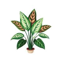 Charming Dumb Cane Dieffenbachia for Colorful Spaces vector