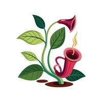 Charming Dutchman's Pipe for Colorful Gardens vector