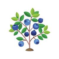 Vibrant Dwarf Blueberry Adding Color to Landscape vector