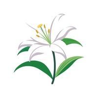 Charming Easter Lily for Colorful Gardens vector