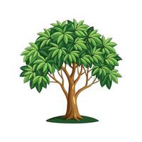 Vibrant Schefflera Dwarf Umbrella Tree for Indoor Spaces vector