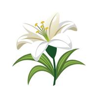 Stunning Easter Lily in Full Bloom vector