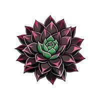 Beautiful Echeveria Black Knight Adding Elegance vector