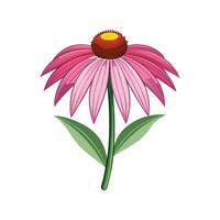 Stunning Echinacea Adding Color to Landscape vector