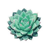 Beautiful Echeveria Lola for Colorful Spaces vector