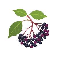 Stunning Elderberry Adding Color to Landscape vector