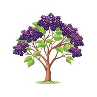 Beautiful Elderberry Tree Adding Charm vector
