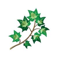 Beautiful English Ivy Hedera Helix for Wall Decoration vector