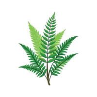 Stunning Fern Fraction Adding Texture to Garden vector