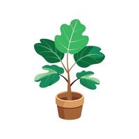 Stunning Fiddle Leaf Fig in Bright Room vector