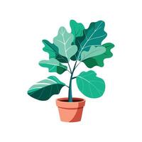 Beautiful Fiddle Leaf Fig Adding Elegance vector