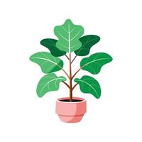 Lush Fiddle Leaf Fig Adding Character to Decor vector