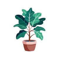 Elegant Fiddle Leaf Fig for Stylish Interiors vector