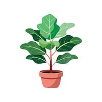 Vibrant Fiddle Leaf Fig for Colorful Spaces vector