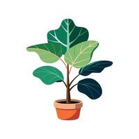 Charming Fiddle Leaf Fig Brightening Home vector