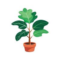Charming Fiddle Leaf Fig Plant vector