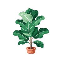Fresh Fiddle Leaf Fig Garden Design vector