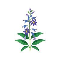 Vibrant Firecracker Flower Plant vector