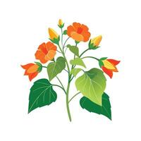 Elegant Flowering Maple Artwork vector