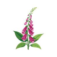 Elegant Foxglove Digitalis for Gardens vector