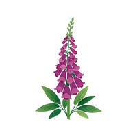 Stunning Digitalis Foxglove Design vector