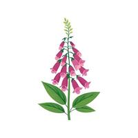 Charming Foxglove Digitalis for Colorful Decor vector