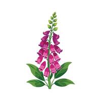 Nutritious Foxglove Digitalis for Healthy Gardens vector