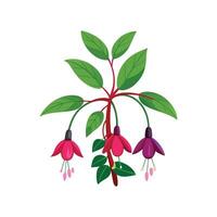 Elegant Magellanica Fuchsia Design vector