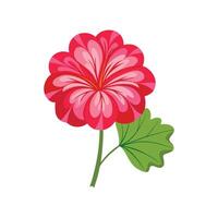 Beautiful Geranium Floral Artwork vector