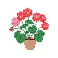 Charming Pelargonium Geranium Design vector
