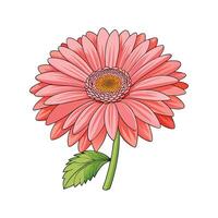 Beautiful Gerbera Daisy Flower Design vector