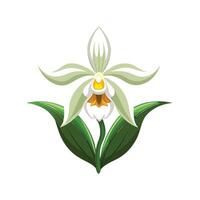 Elegant Ghost Orchid Flower Design vector