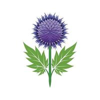 Elegant Globe Thistle Flower Design vector