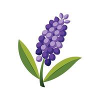 Charming Grape Hyacinth Flower Design vector
