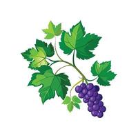 Elegant Grape Ivy Flower Design vector