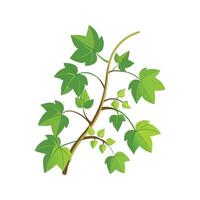 Unique Grape Ivy Cissus Artwork vector