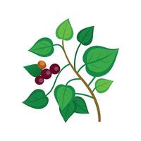 Charming Grape Ivy Cissus Design vector