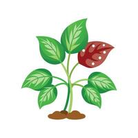 Elegant Guinea Plant Artwork vector