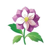 Charming Hellebore Plant Artwork vector