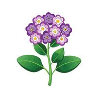 Elegant Heliotrope Heliotropium Design vector