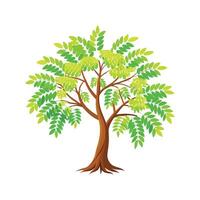 Elegant Honey Locust Tree Artwork vector