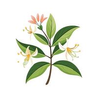 Charming Honeysuckle Lonicera Artwork vector
