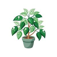 Charming Hoya Linearis Design vector