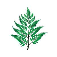 Charming Japanese Fern Plant Design vector