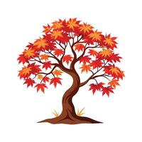 Stunning Japanese Maple Acer Palmatum Design vector