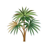 Charming Lady Palm Rhapis Excelsa Artwork vector