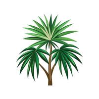Lovely Lady Palm Rhapis Excelsa Design vector